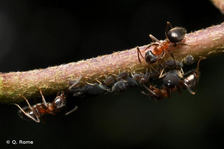 <i>Lasius emarginatus</i> (Olivier, 1792) © Q. Rome