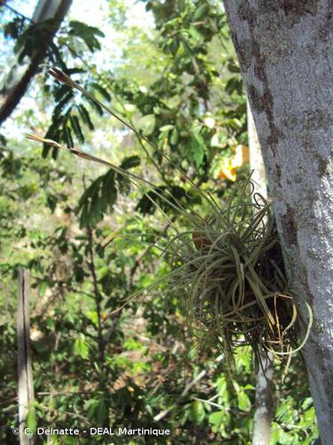 <i>Tillandsia recurvata</i> (L.) L., 1762 © C. Delnatte - DEAL Martinique