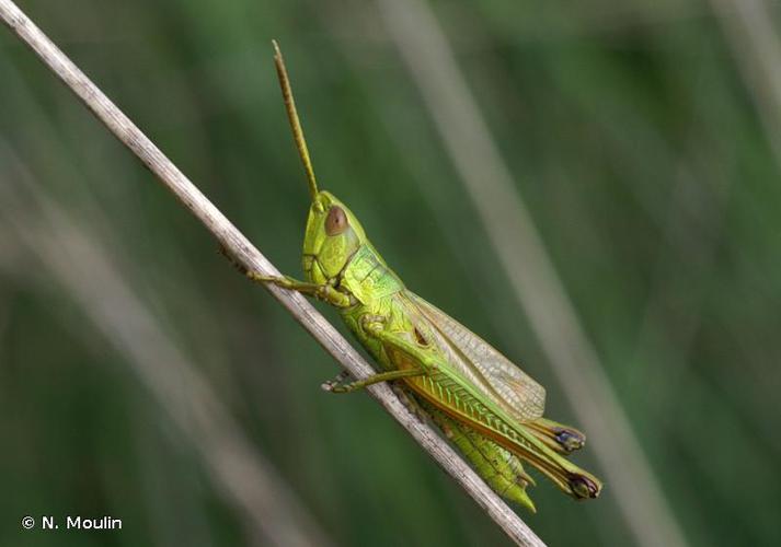 <i>Chrysochraon dispar</i> (Germar, 1834) © N. Moulin