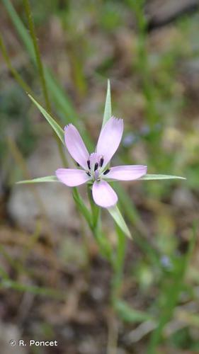 <i>Geropogon hybridus</i> (L.) Sch.Bip., 1844 © R. Poncet