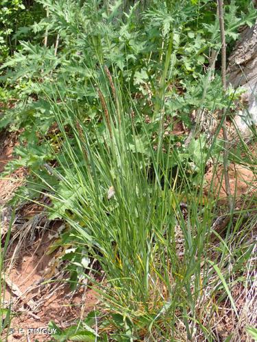 <i>Melica ciliata </i>subsp.<i> transsilvanica</i> (Schur) Husn., 1898 © H. TINGUY