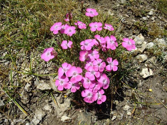 <i>Dianthus pavonius</i> Tausch, 1839 © 