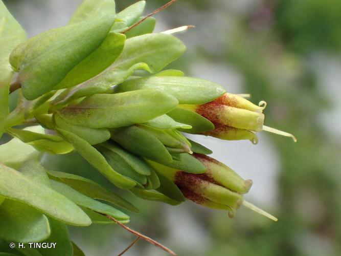 <i>Cerinthe glabra</i> Mill., 1768 © H. TINGUY