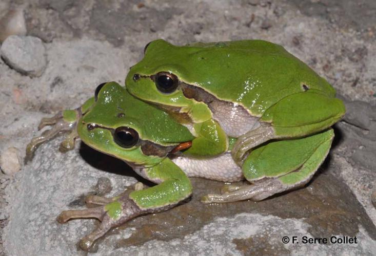 <i>Hyla arborea</i> (Linnaeus, 1758) © F. Serre Collet