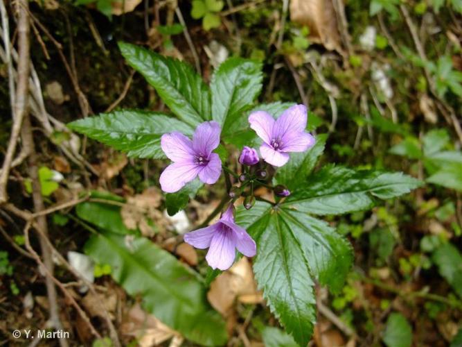 <i>Cardamine pentaphyllos</i> (L.) Crantz, 1769 © 