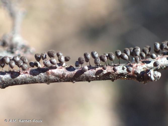 <i>Meriderma carestiae</i> (Ces. & De Not.) Mar.Mey. & Poulain, 2011 © A.M. Rantet-Poux