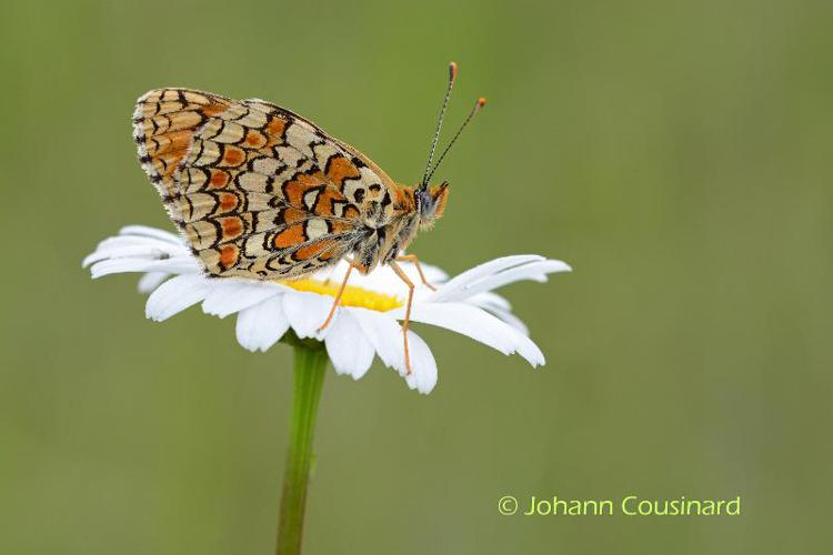 <i>Melitaea phoebe</i> (Denis & Schiffermüller, 1775) © Johann Cousinard