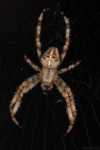 <i>Araneus diadematus</i> Clerck, 1758 © 