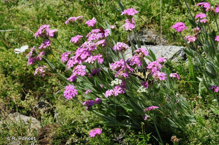 <i>Lychnis flos-jovis</i> (L.) Desr., 1792 © R. Poncet