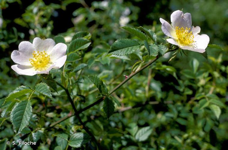 <i>Rosa canina</i> L., 1753 © S. Filoche