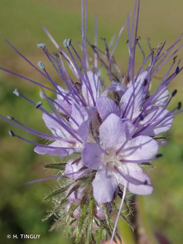 <i>Phacelia tanacetifolia</i> Benth., 1837 © H. TINGUY