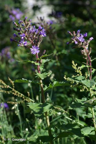 <i>Lactuca alpina</i> (L.) Benth. & Hook.f., 1876 © P. Gourdain