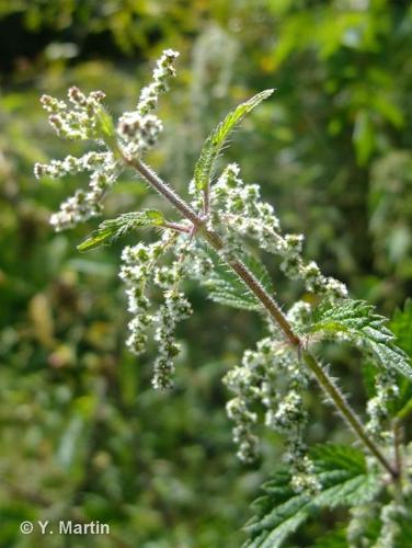 <i>Urtica dioica</i> L., 1753 © 