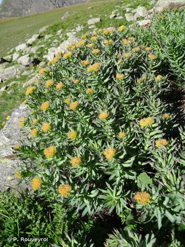 <i>Rhodiola rosea</i> L., 1753 © P. Rouveyrol