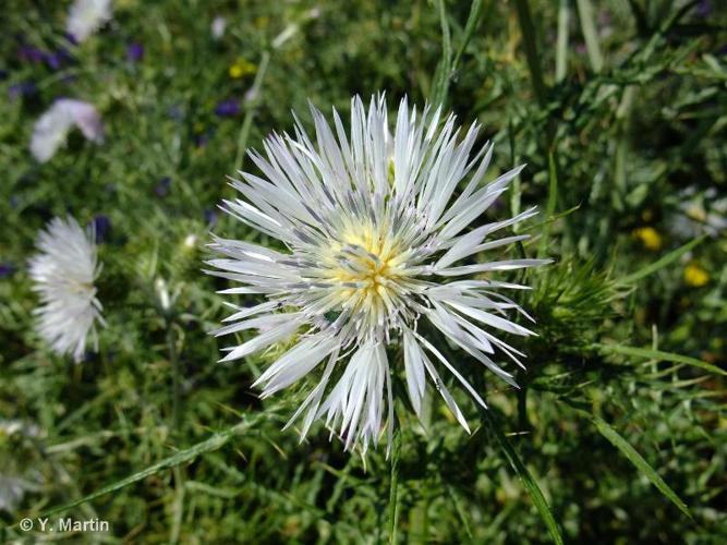 <i>Galactites tomentosus</i> Moench, 1794 © 