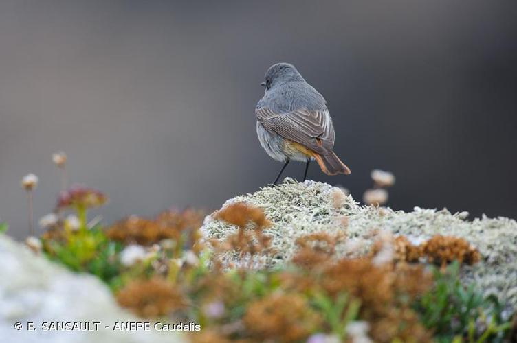 <i>Phoenicurus ochruros</i> (S. G. Gmelin, 1774) © E. SANSAULT - ANEPE Caudalis