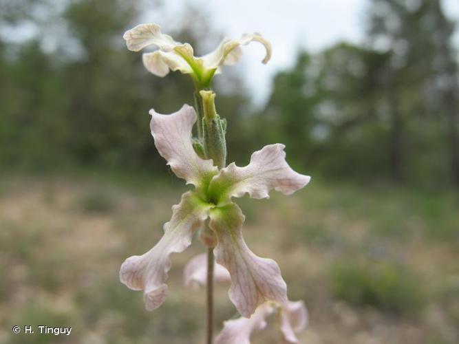 <i>Matthiola fruticulosa</i> (Loefl. ex L.) Maire, 1932 © H. Tinguy