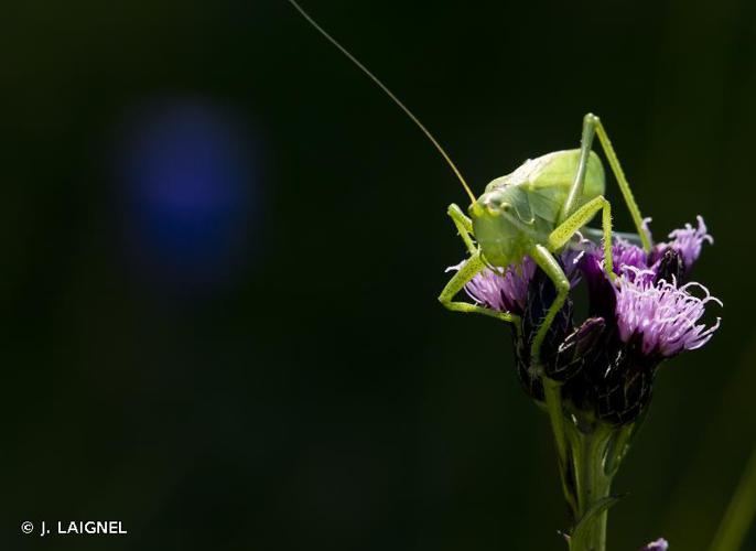 <i>Tettigonia cantans</i> (Fuessly, 1775) © J. LAIGNEL