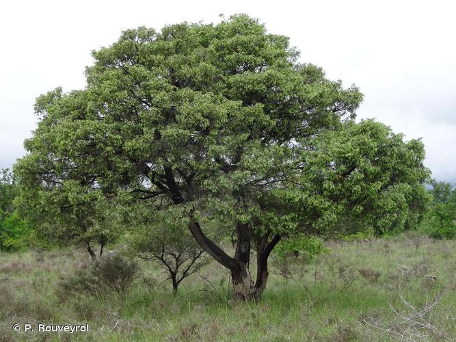 <i>Juniperus oxycedrus</i> L., 1753 © P. Rouveyrol