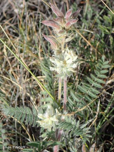 <i>Oxytropis pilosa</i> (L.) DC., 1802 © H. TINGUY