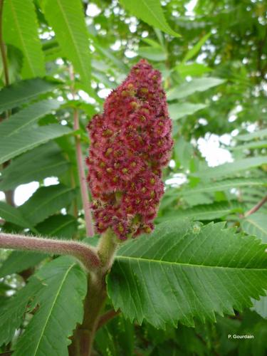 <i>Rhus typhina</i> L., 1756 © P. Gourdain