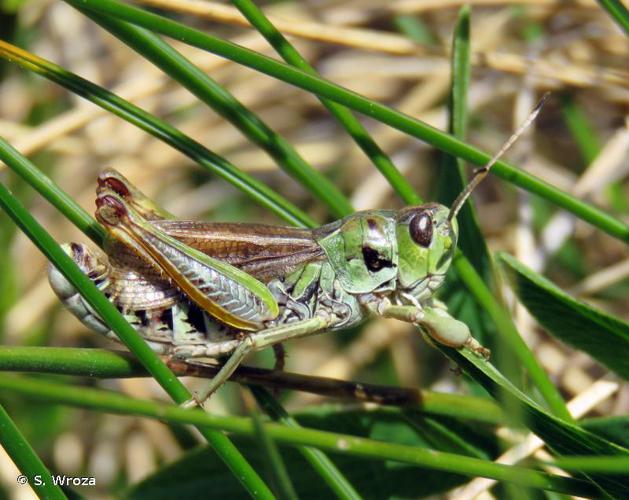 <i>Gomphocerus sibiricus</i> (Linnaeus, 1767) © S. Wroza