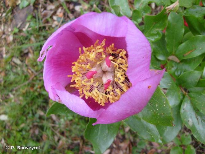 <i>Paeonia officinalis</i> L., 1753 © P. Rouveyrol