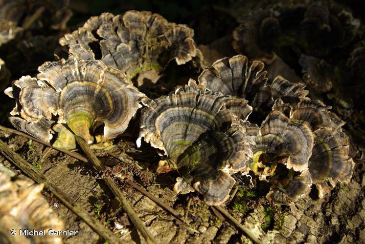 <i>Trametes versicolor</i> (L.) Lloyd, 1921 © Michel Garnier