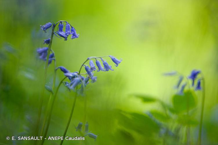 <i>Hyacinthoides non-scripta</i> (L.) Chouard ex Rothm., 1944 © E. SANSAULT - ANEPE Caudalis