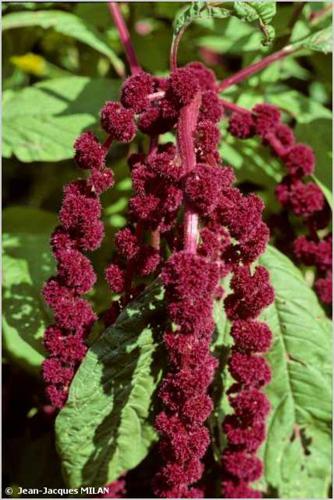 <i>Amaranthus caudatus</i> L., 1753 © J.-J. Milan