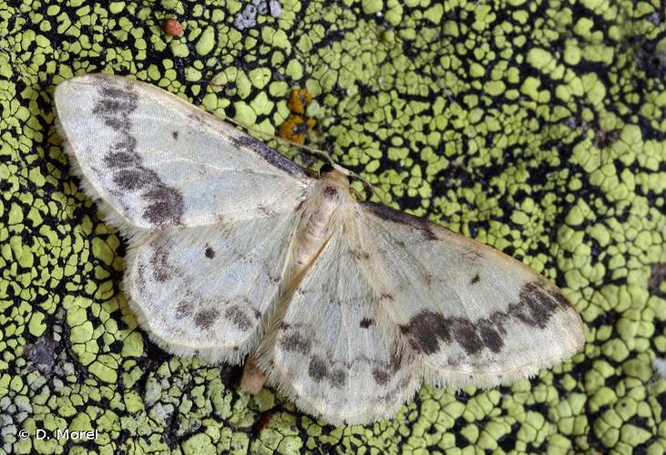 <i>Idaea trigeminata</i> (Haworth, 1809) © D. Morel