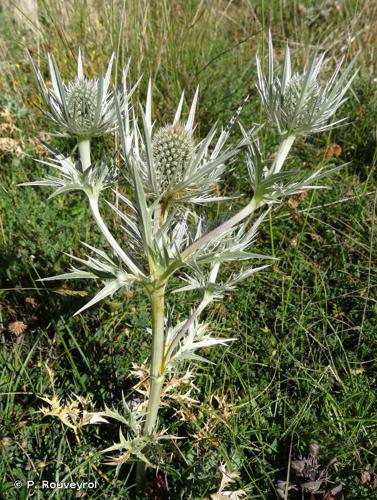 <i>Eryngium spinalba</i> Vill., 1779 © P. Rouveyrol