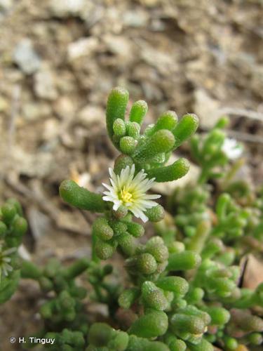 <i>Mesembryanthemum nodiflorum</i> L., 1753 © H. Tinguy