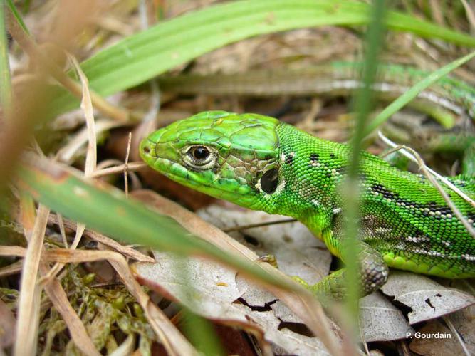 <i>Lacerta bilineata</i> Daudin, 1802 © P. Gourdain