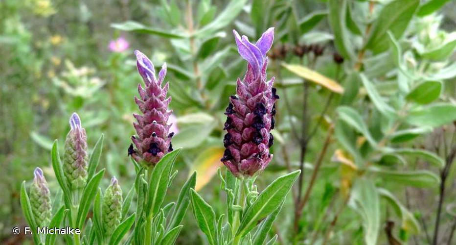 <i>Lavandula stoechas</i> L., 1753 © F. Michalke