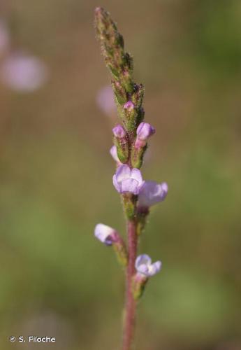 <i>Verbena officinalis</i> L., 1753 © S. Filoche