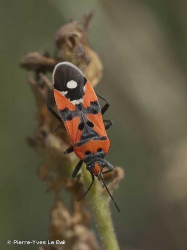 <i>Lygaeus equestris</i> (Linnaeus, 1758) © Pierre-Yves Le Bail