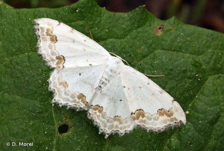 <i>Scopula ornata</i> (Scopoli, 1763) © D. Morel