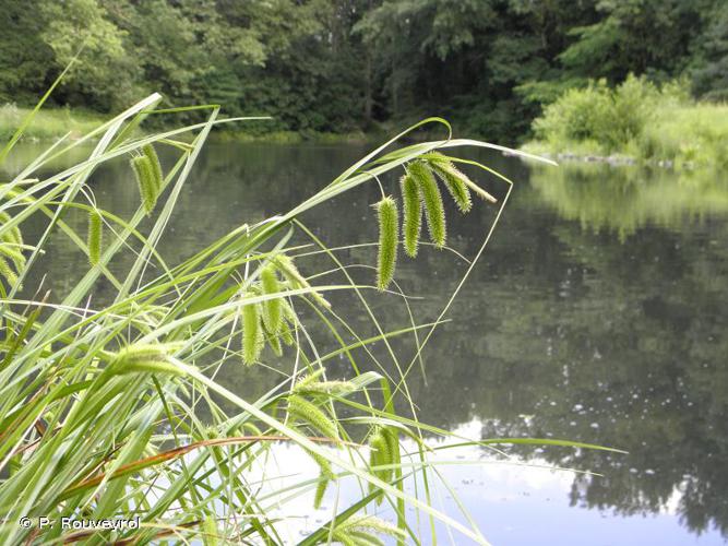 <i>Carex pseudocyperus</i> L., 1753 © P. Rouveyrol