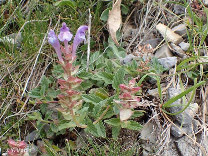 <i>Scutellaria alpina</i> L., 1753 © 