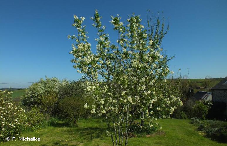 <i>Staphylea colchica</i> Steven, 1848 © F. Michalke