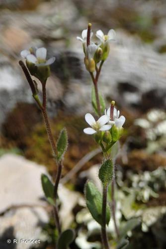 <i>Arabis auriculata</i> Lam., 1783 © R. Poncet