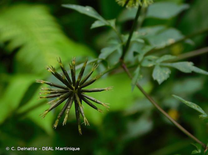 <i>Bidens cynapiifolia</i> Kunth, 1818 © C. Delnatte - DEAL Martinique