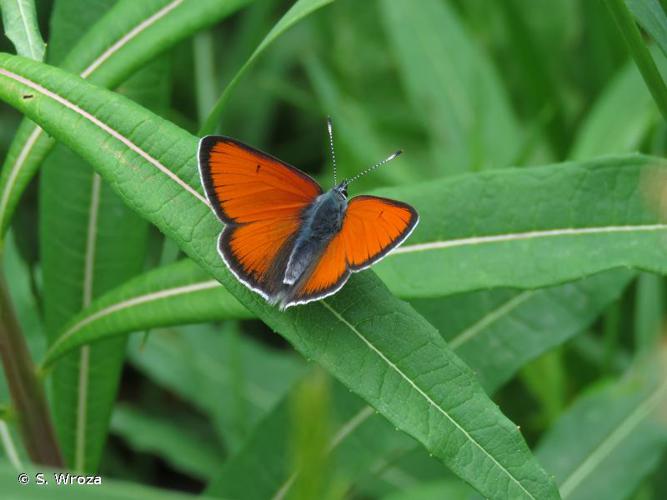 <i>Lycaena hippothoe</i> (Linnaeus, 1761) © S. Wroza