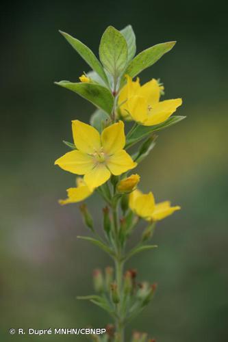 <i>Lysimachia punctata</i> L., 1753 © R. Dupré MNHN/CBNBP