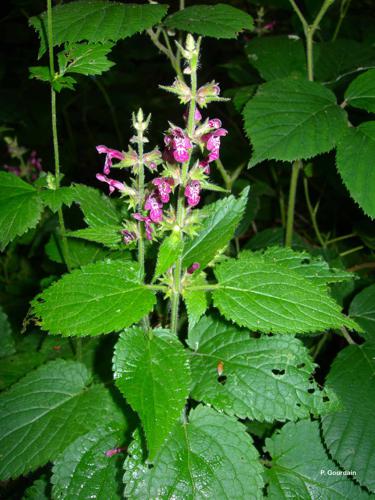 <i>Stachys sylvatica</i> L., 1753 © P. Gourdain