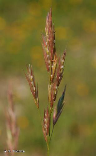 <i>Bromopsis erecta</i> (Huds.) Fourr., 1869 © S. Filoche