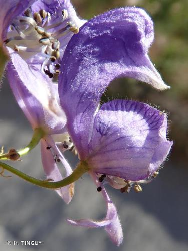 <i>Aconitum variegatum</i> L., 1753 © H. TINGUY