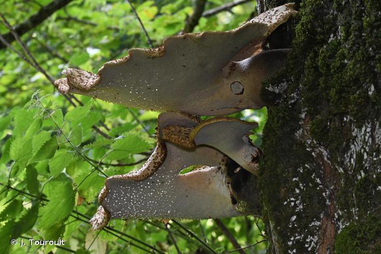 <i>Polyporus squamosus</i> (Huds.) Fr., 1821 © J. Touroult