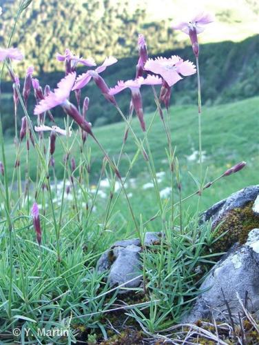 <i>Dianthus gratianopolitanus</i> Vill., 1789 © 